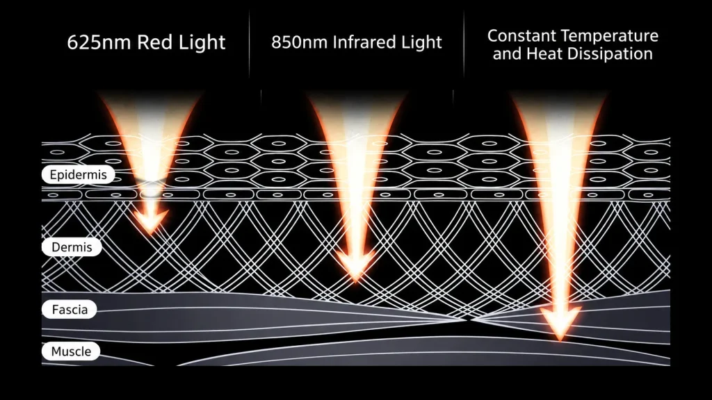 625nm Red,850nm Infrared & Constant Temperature Skin Cross-section Diagram